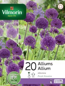 Allium Purple Sensation en Mélange (x20)